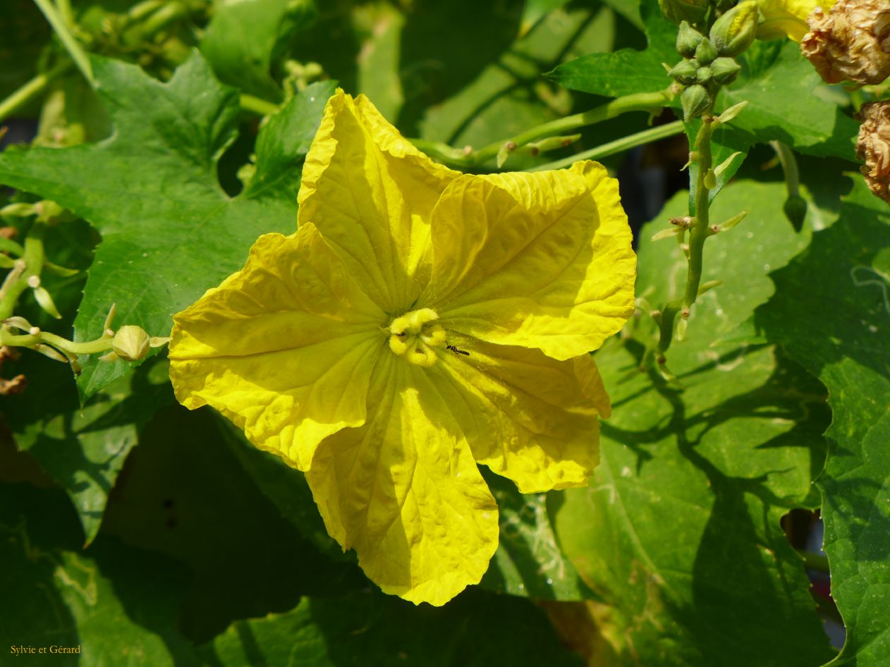 09    Pekin 42 hutong Suzhou 