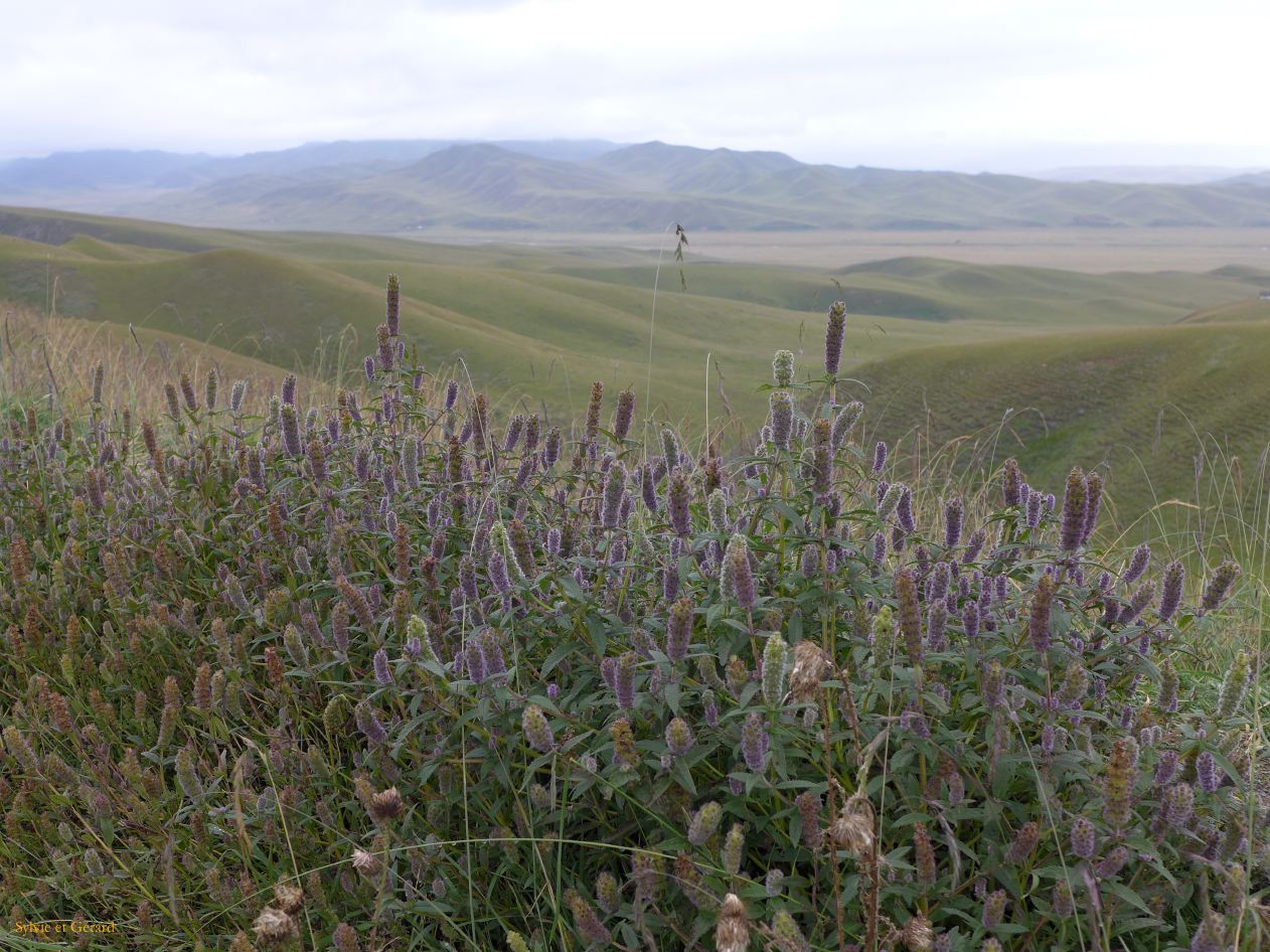03 23 Xiahe les Prairies de Ganjia col Naren ka sous la pluie