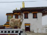 03 27 Xiahe les Prairies de Ganjia le gompa Trakhar le comité d'accueil
