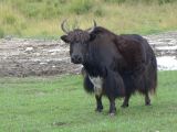 03 40 Xiahe les Prairies de Ganjia yaks et moutons 