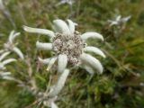 04 33 Langmusi edelweiss