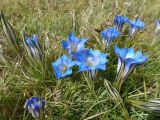 04 33 Langmusi gentianes bleues