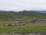 03 07 Xiahe les Prairies de Sangke moutons 