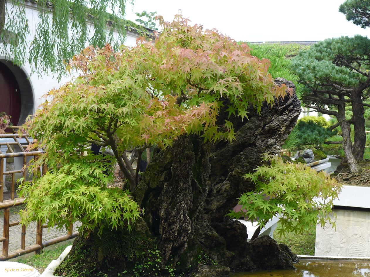 Suzhou 26 lingering garden