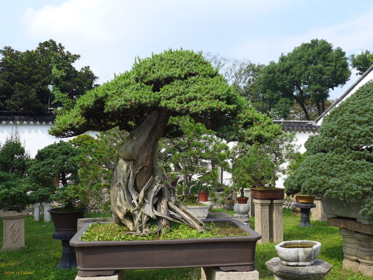 Suzhou 52 Jardin de l'humble administrateur