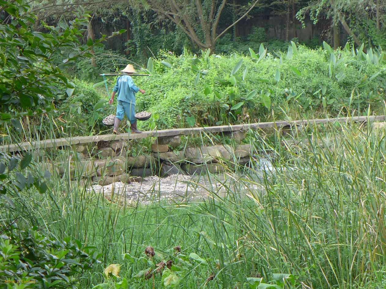 vers Hangzhou 16 plantations de thés