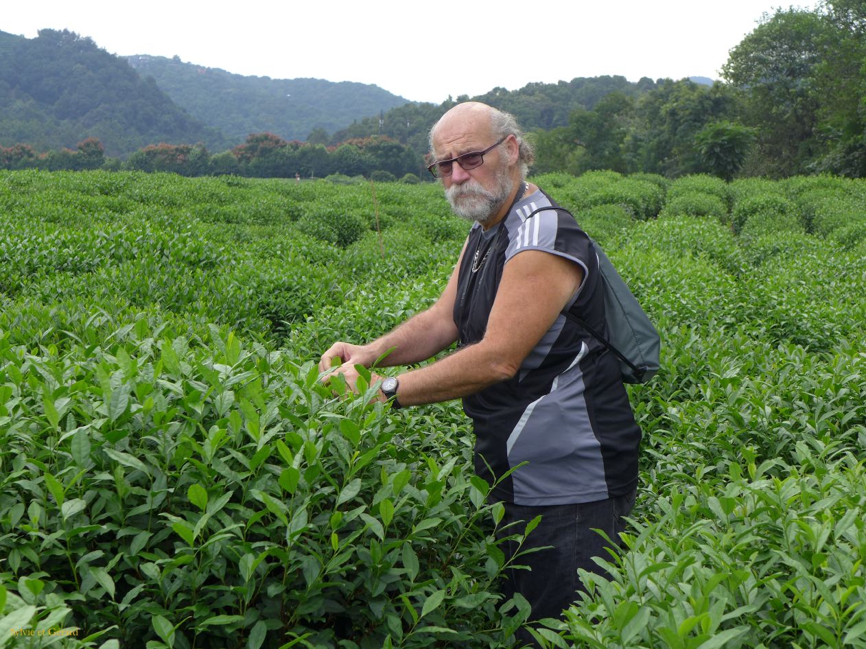 vers Hangzhou 21 plantations de thés