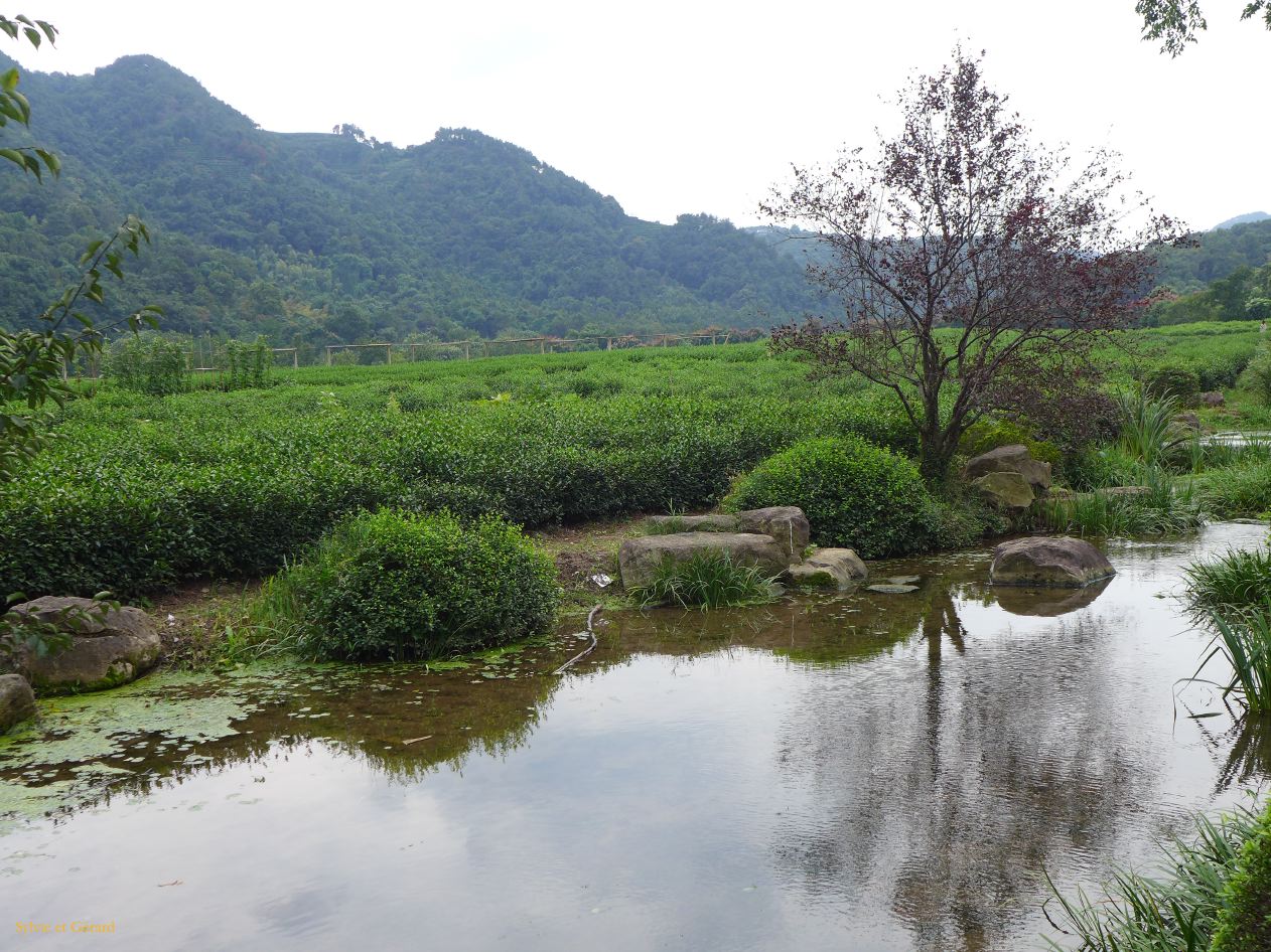 vers Hangzhou 24 plantations de thés