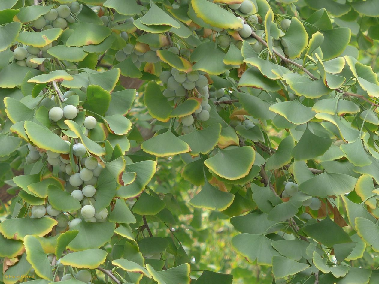 à Pekin Temple des Lamas 15