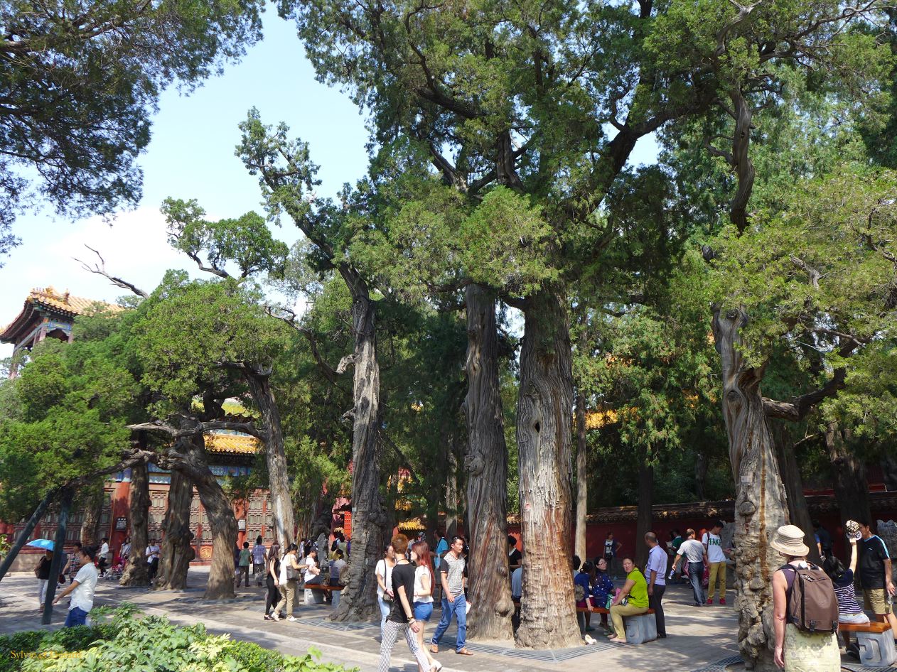 à Pekin Cité Interdite 21 jardin impérial les cyprés plusieurs fois centenaires