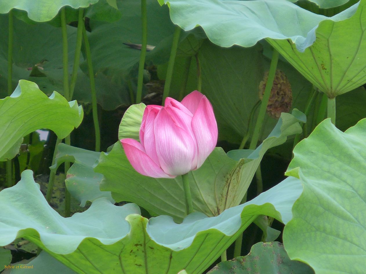 à Pekin Lac Belhai 05