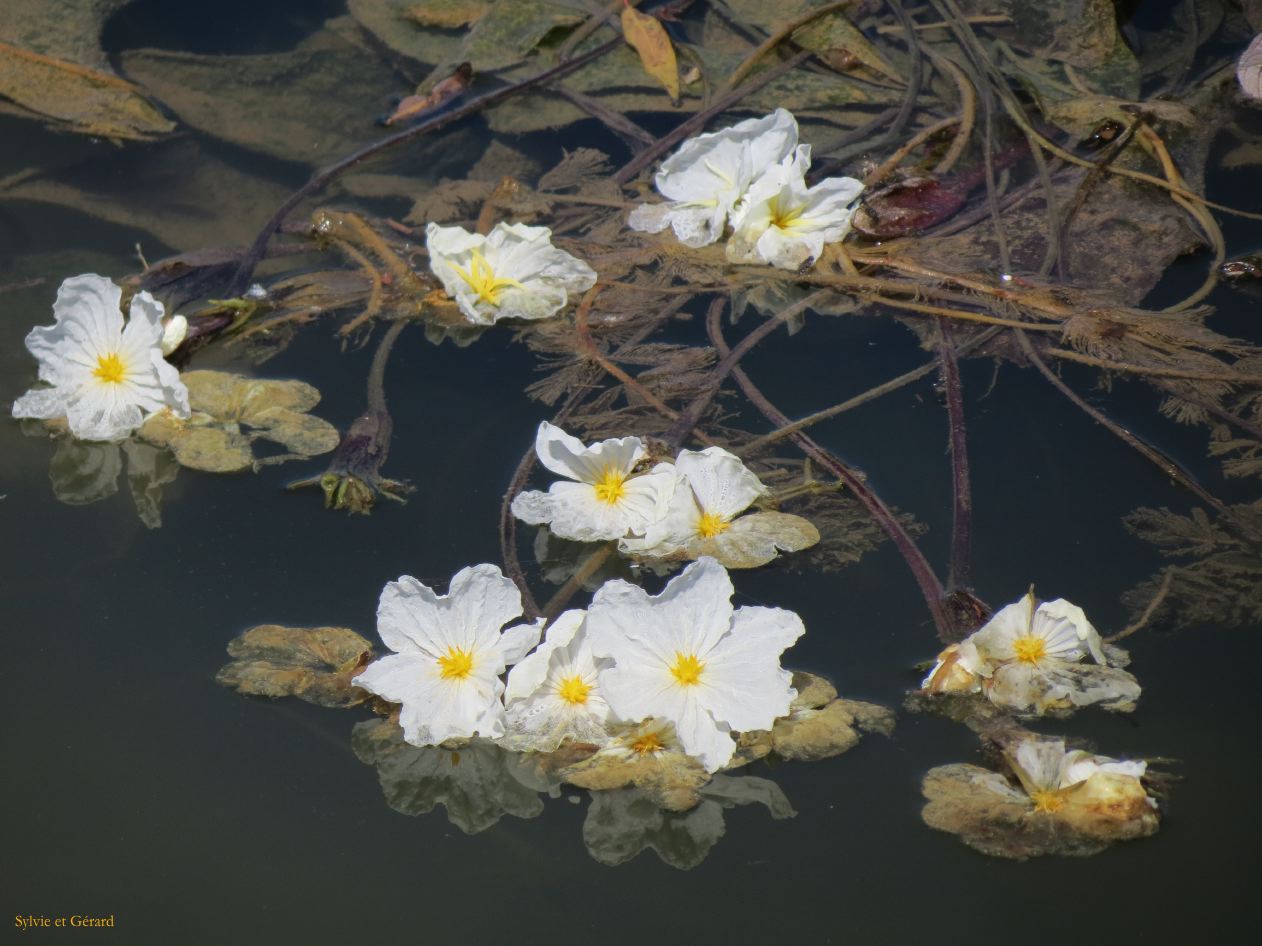 124 Lijiang La Vieille Ville le parc de l'étang du Dragon Noir