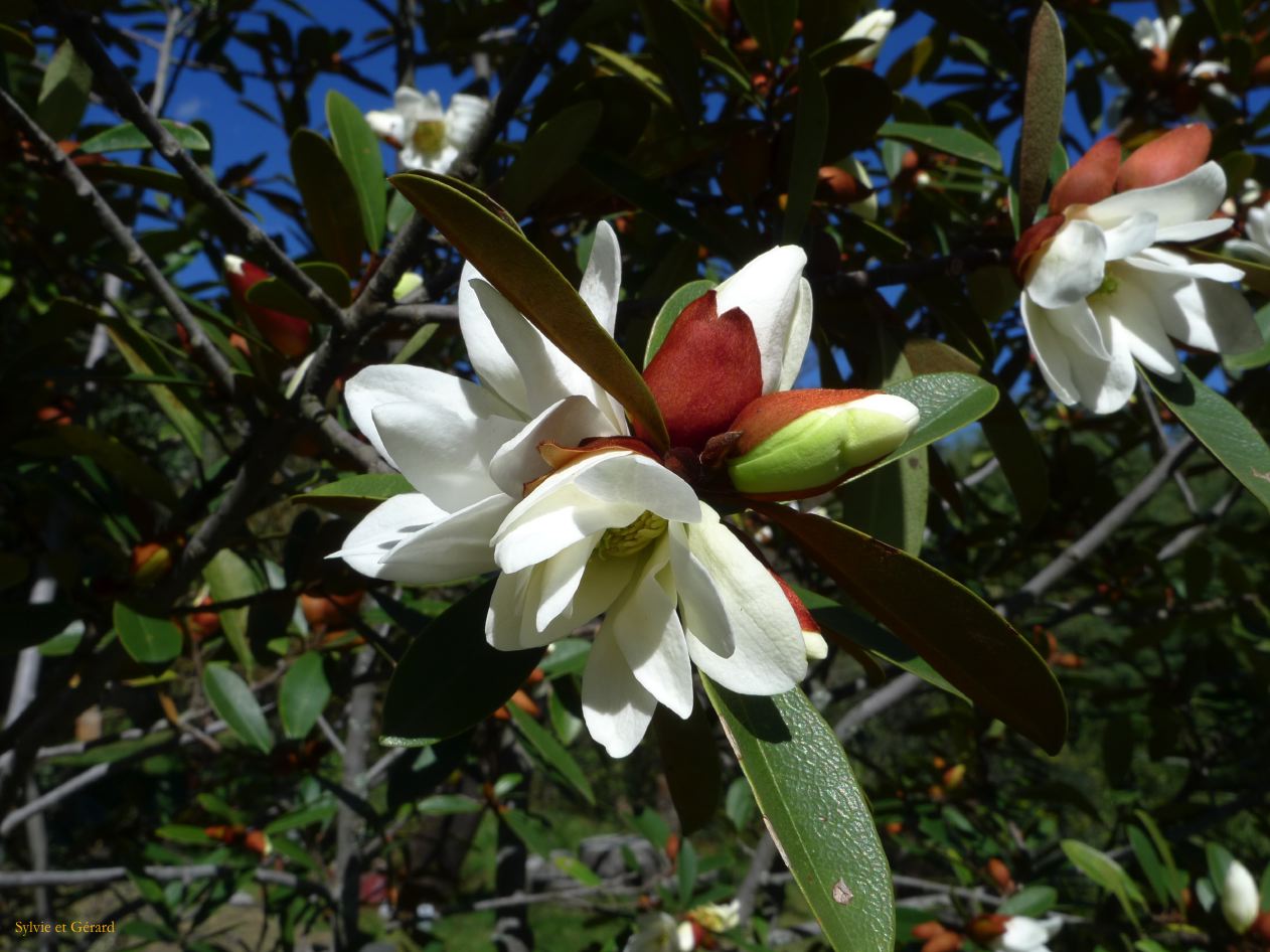 190 Lijiang monastère tibétain Yufeng Si