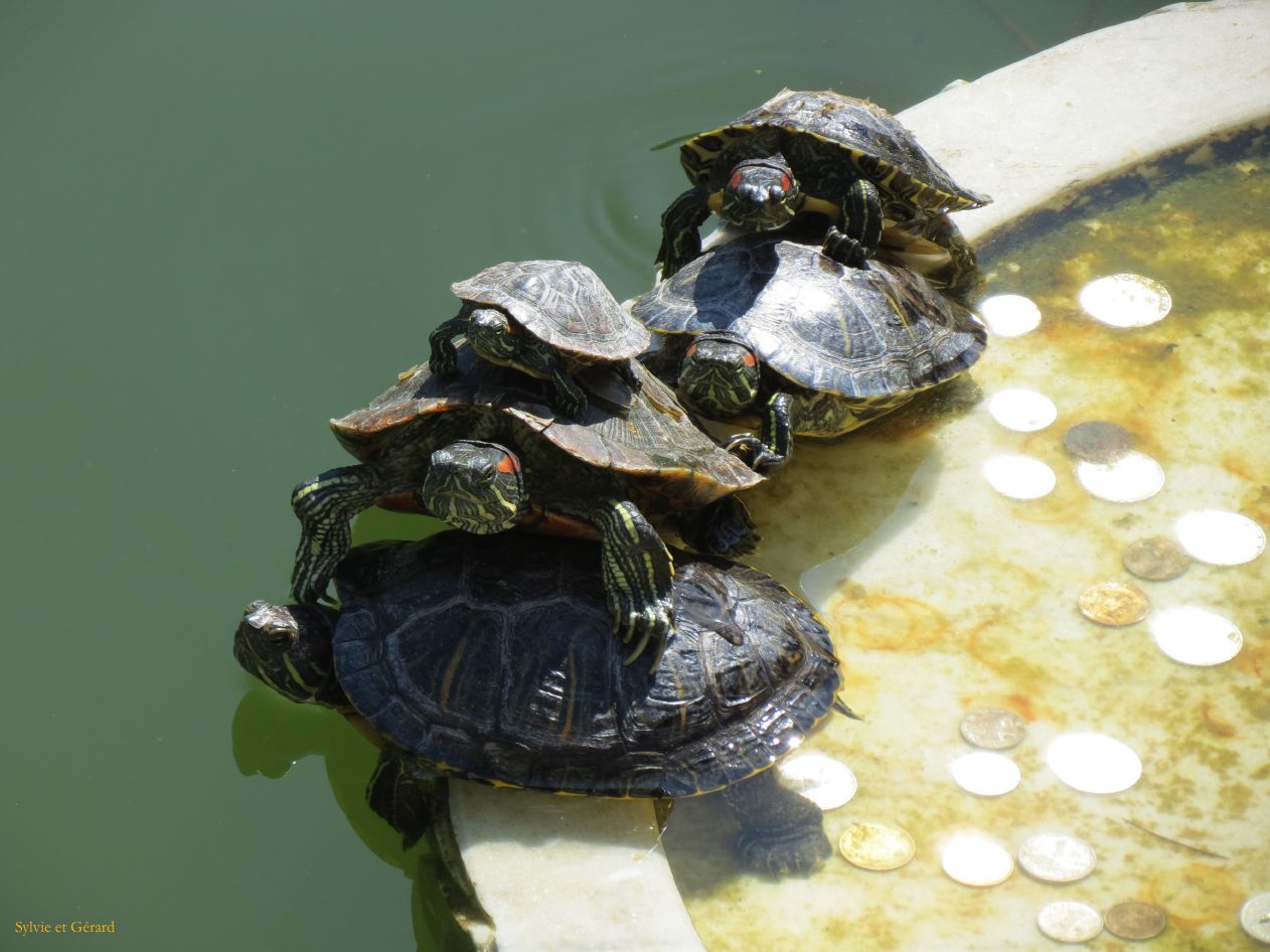 234 Dali les tortues des 3 Pagodes