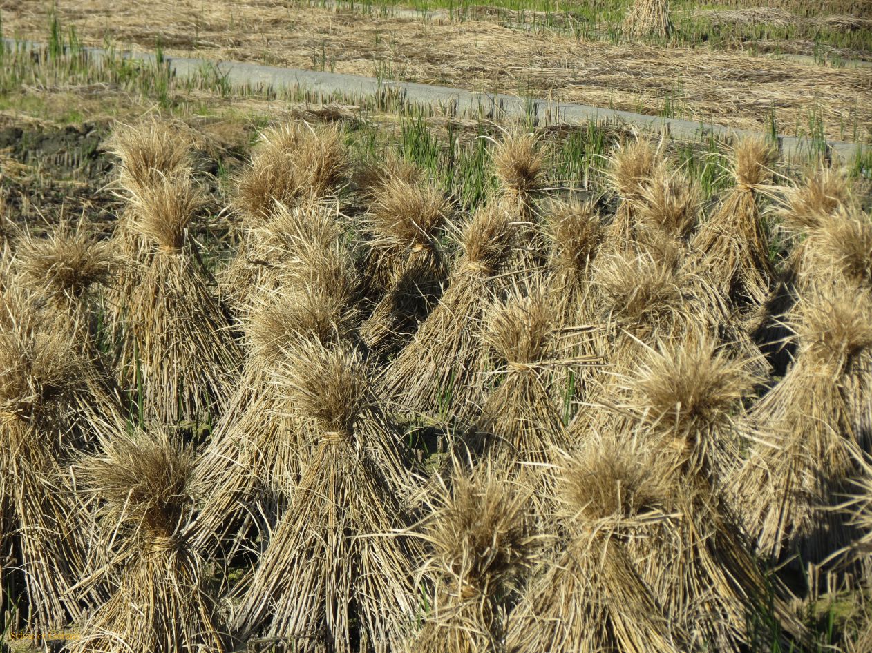 254 en direction du port de Cai Cun