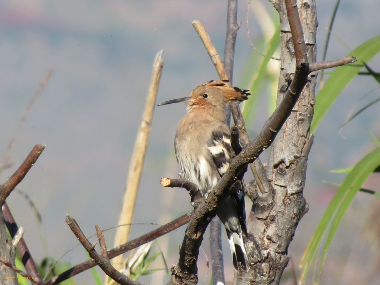 262 Dali port de Cai Cun