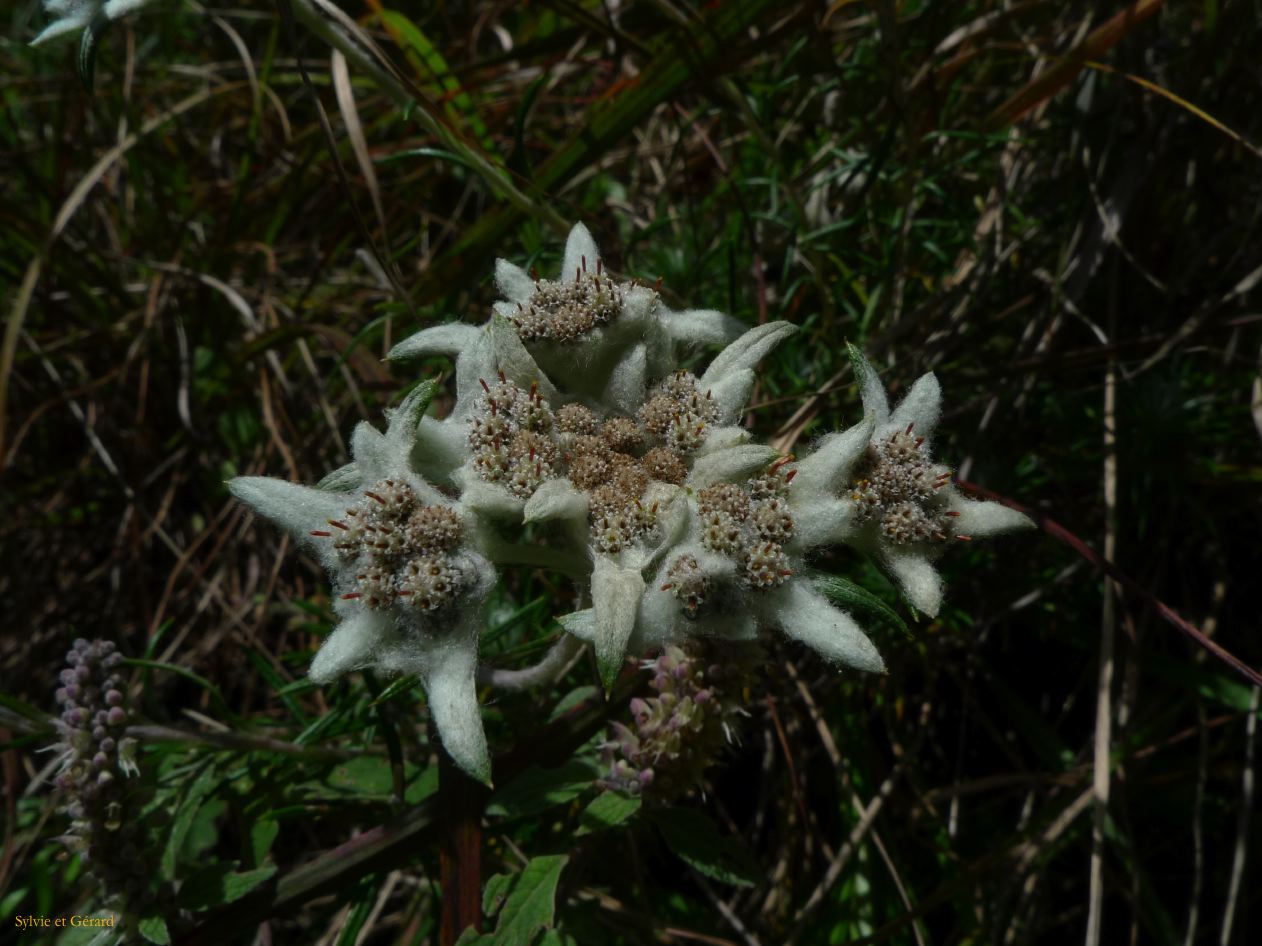 273 Dali les montagnes Cangshan edelweiss