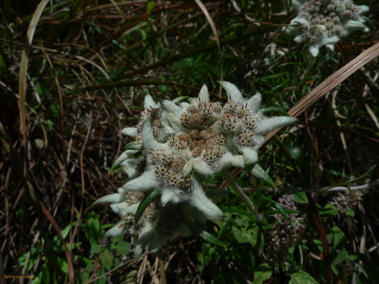 274 Dali les montagnes Cangshan édelweiss