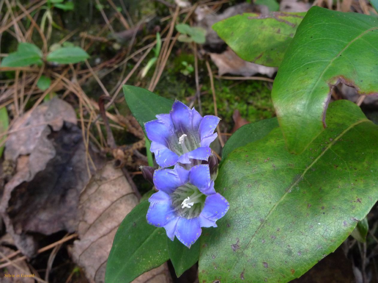 276 Dali les montagnes Cangshan campanule bleue