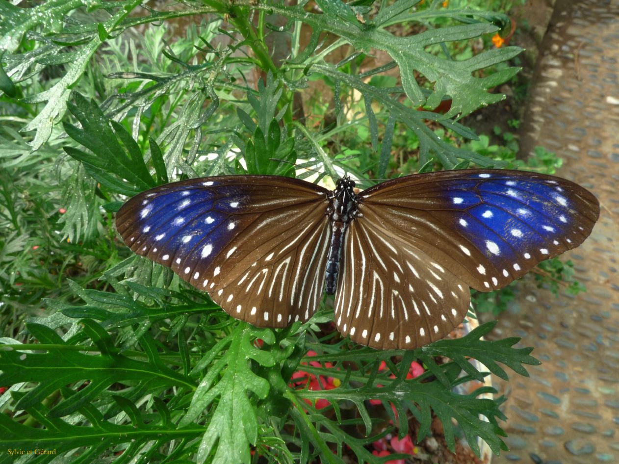 314 Dali village de Zhoucheng parc aux papillons