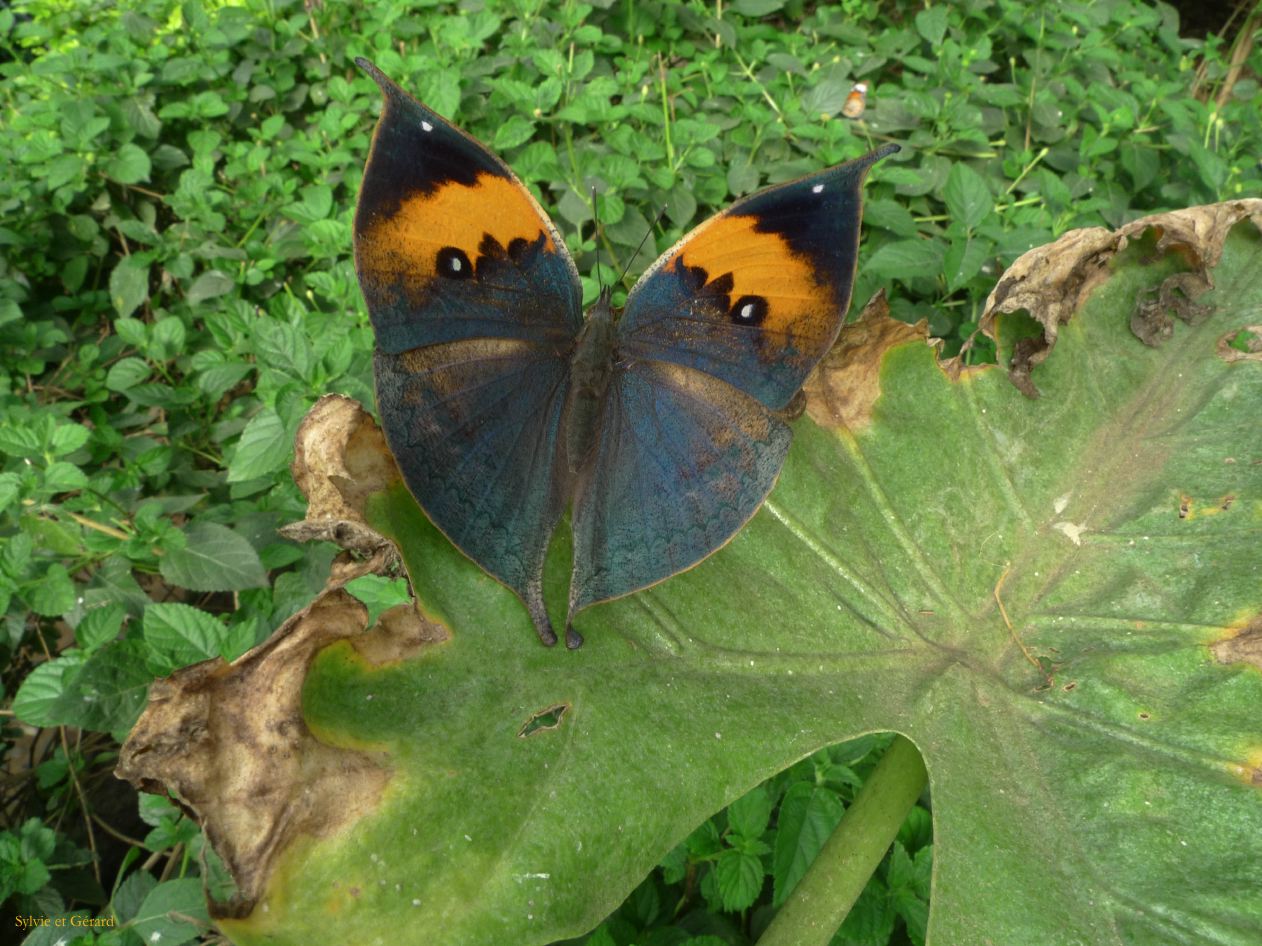 315 Dali village de Zhoucheng parc aux papillons un papillon feuille kallima vue du dessus