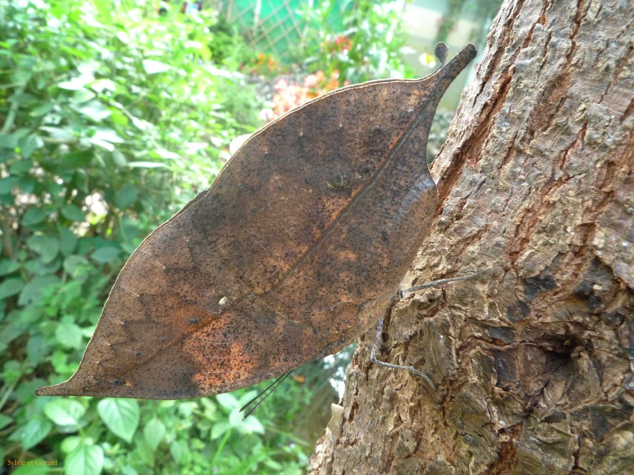 316 Dali village de Zhoucheng parc aux papillons même papillon côté camouflage
