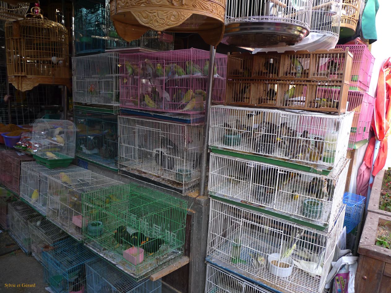 370 Kunming marché aux fleurs et aux oiseaux