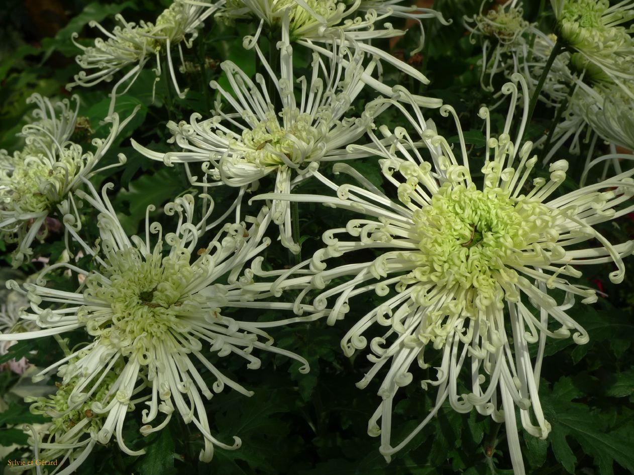 418 Kunming temple d'Or