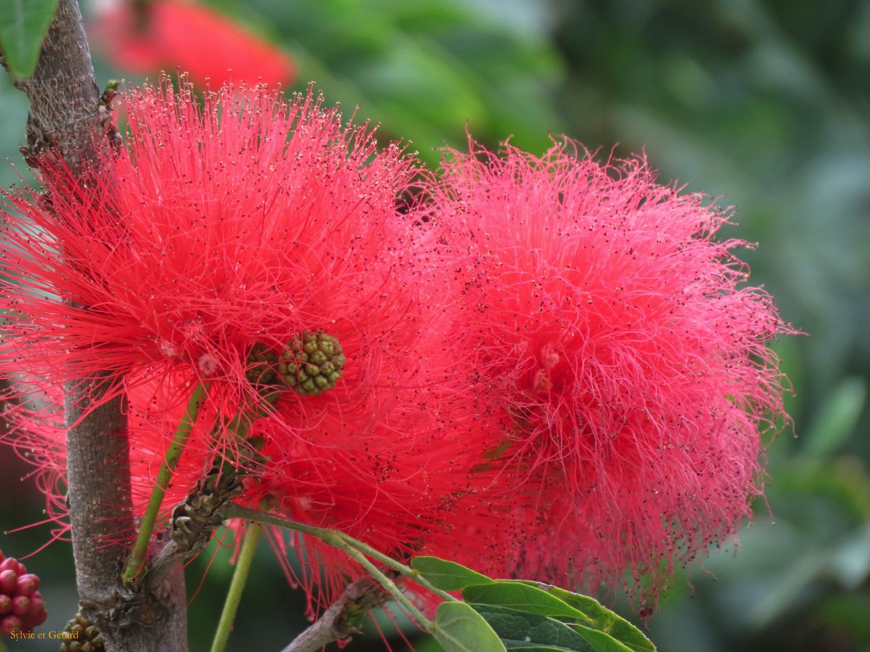 571 Jianshui le Temple de Confucius