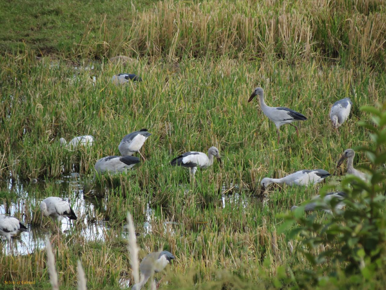 627 Jianshui village de Tuanshan dans les champs avoisinants