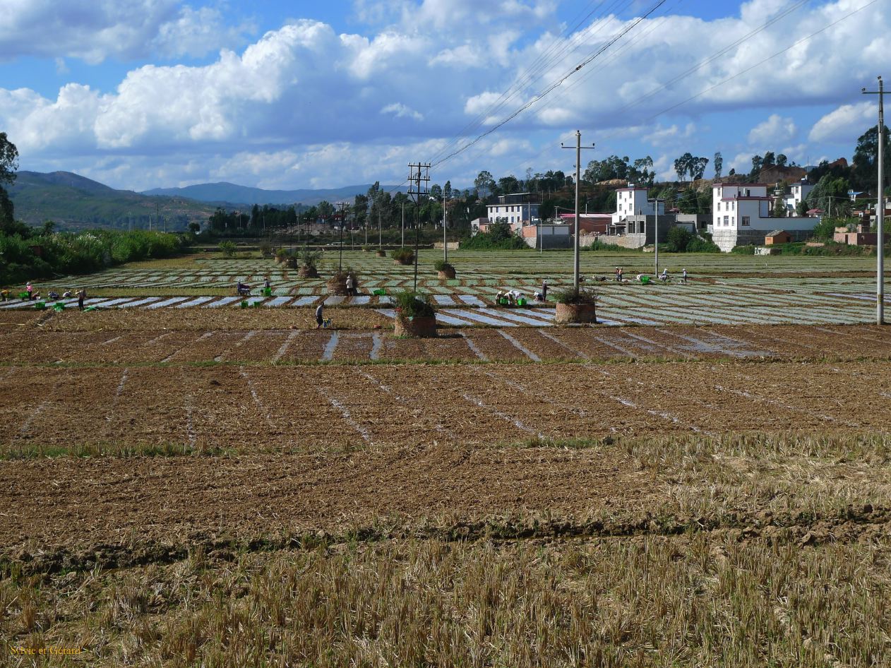 631 Jianshui village de Tuanshan dans les champs avoisinants