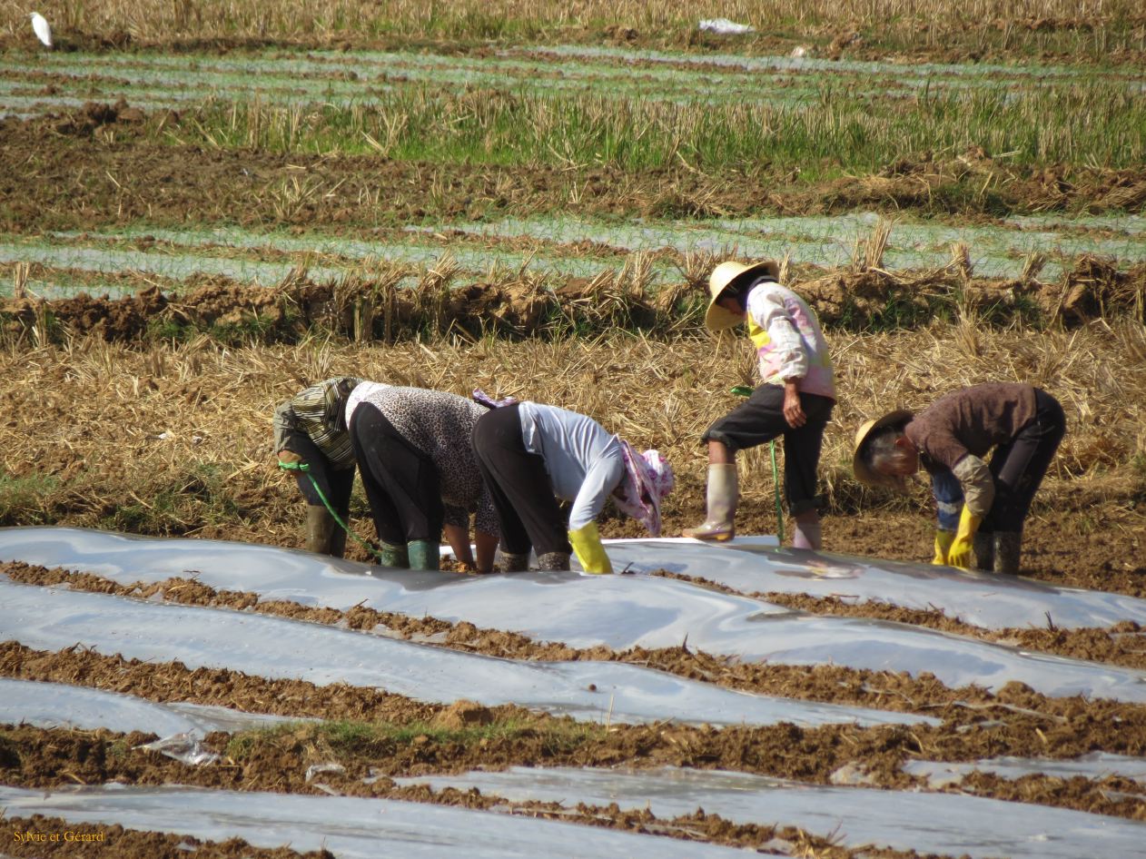 632 Jianshui village de Tuanshan dans les champs avoisinants