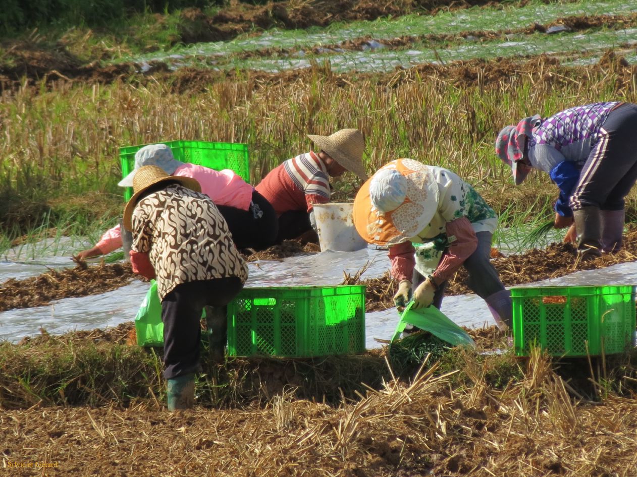 634 Jianshui village de Tuanshan dans les champs avoisinants