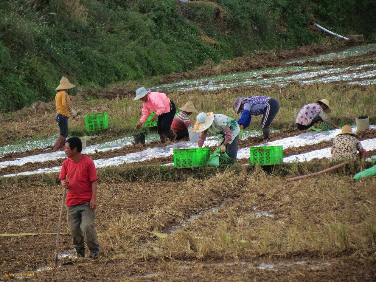 636 Jianshui village de Tuanshan dans les champs avoisinants