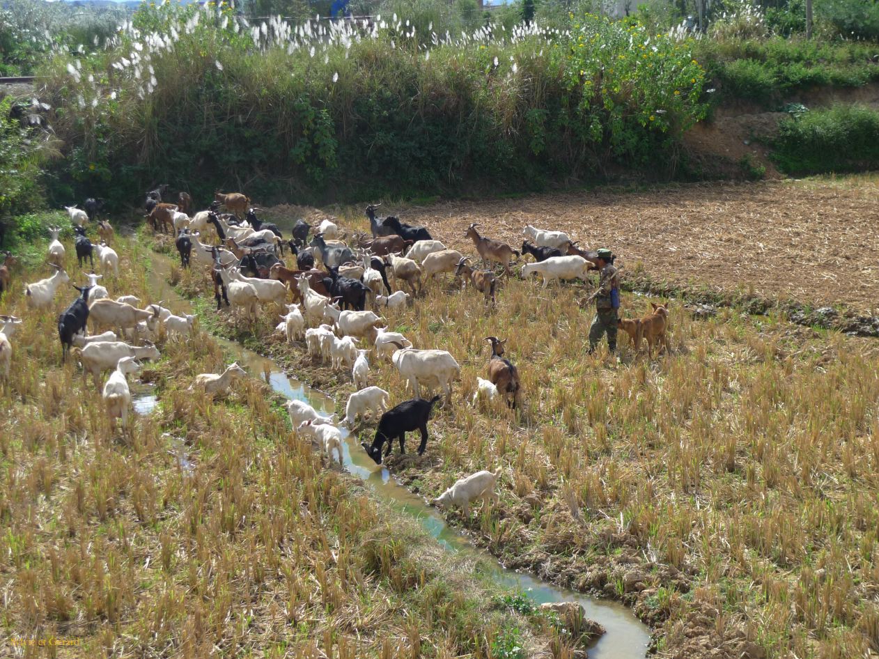 637 Jianshui village de Tuanshan dans les champs avoisinants