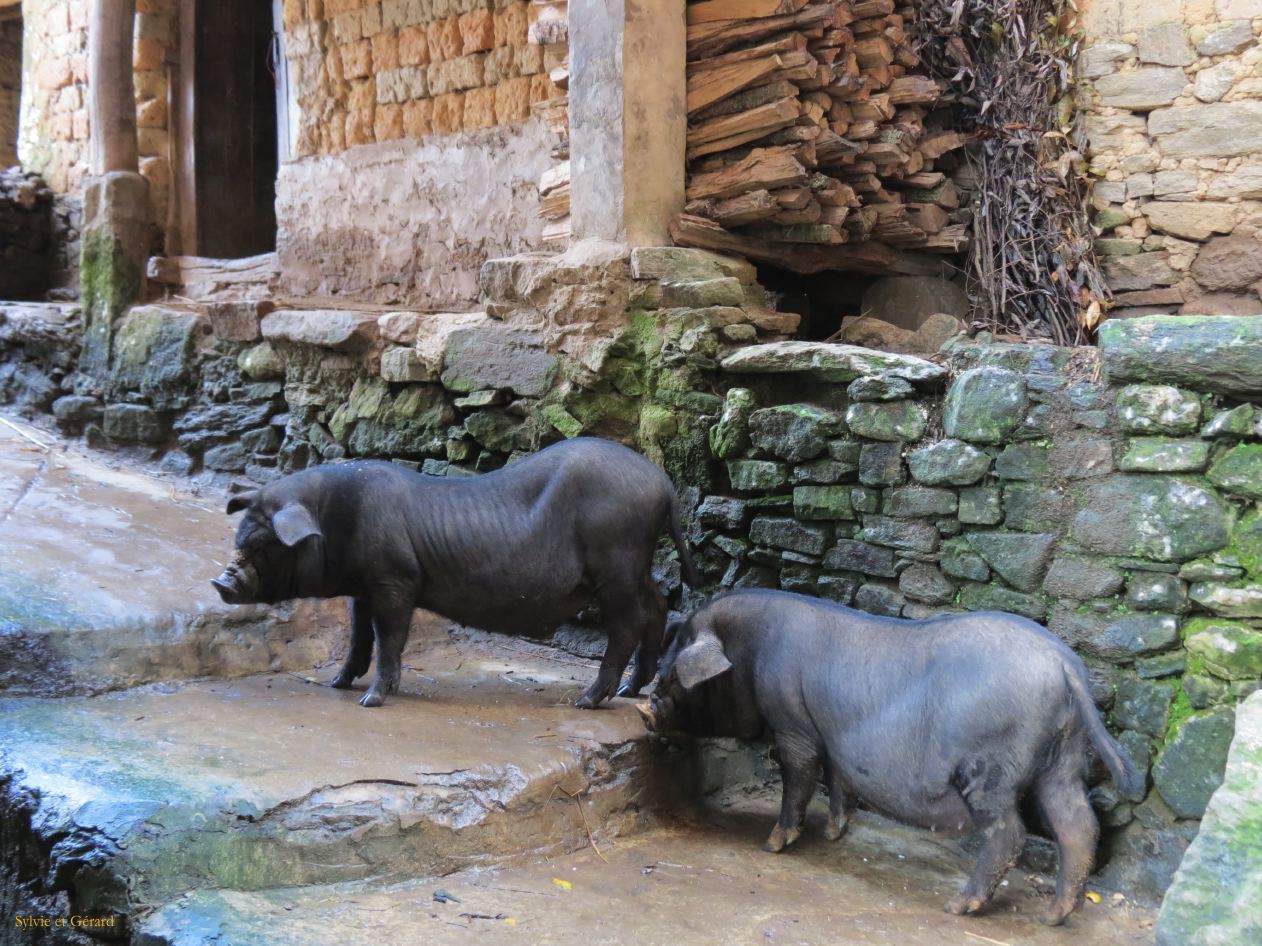 666 Yuanyang rizières des environs
