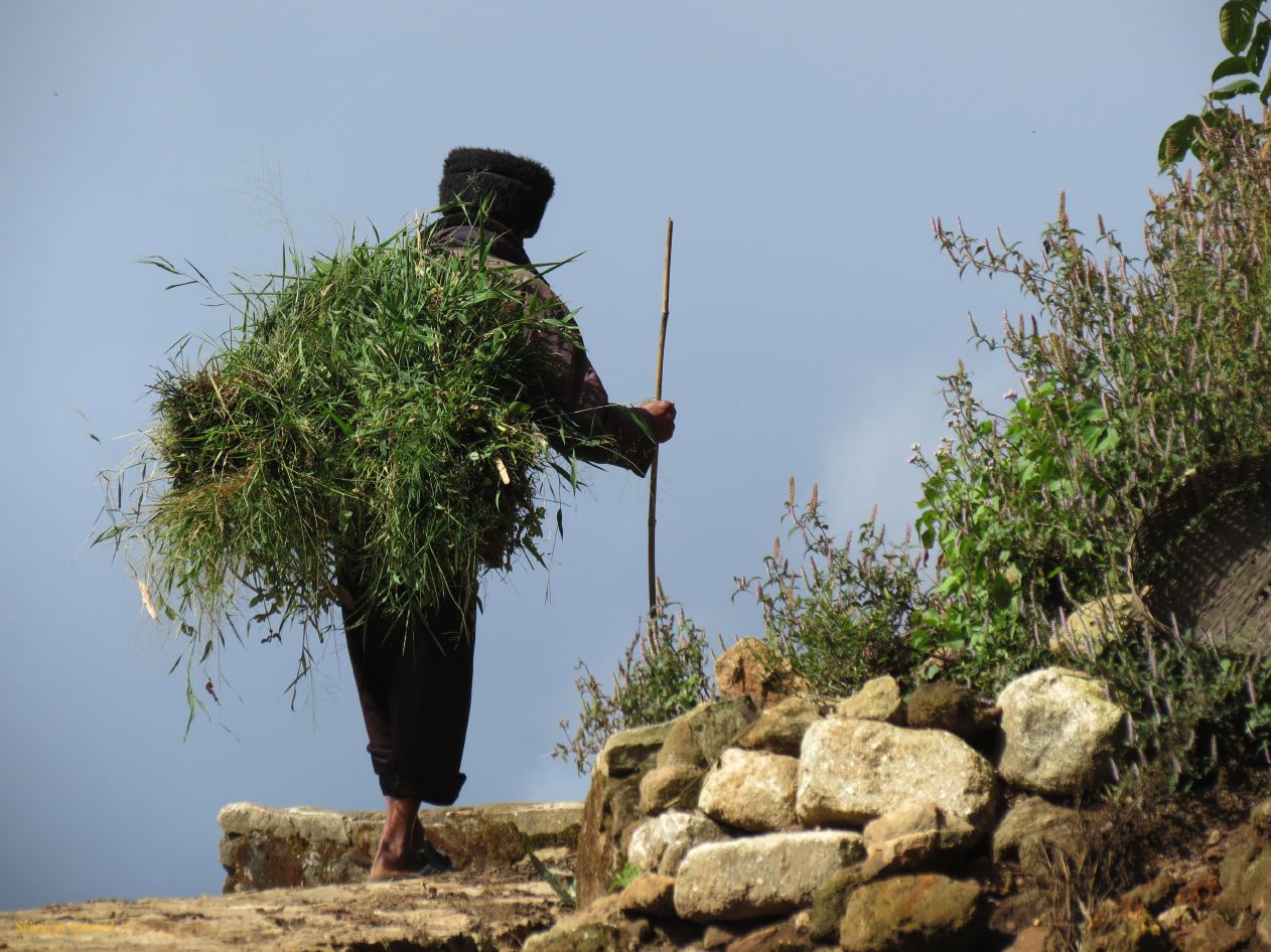 672 Yuanyang rizières des environs