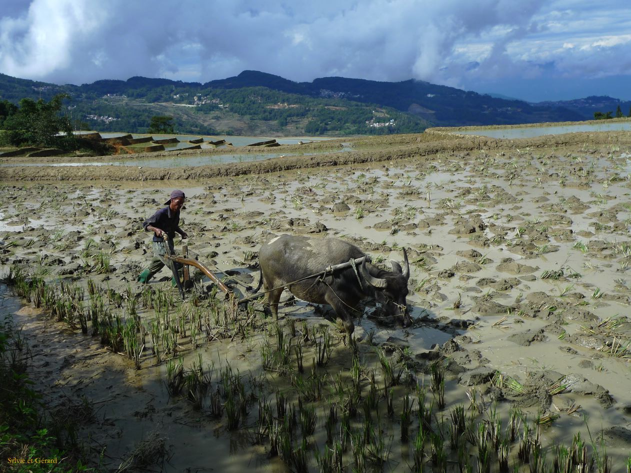 674 Yuanyang rizières des environs
