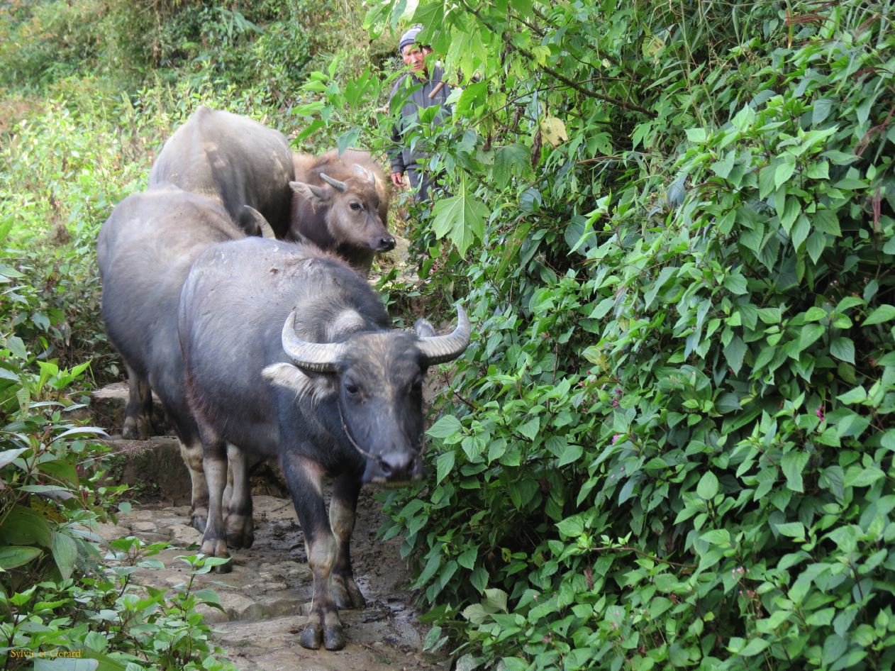 679 Yuanyang rizières des environs 