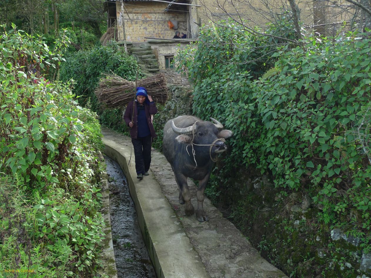 682 Yuanyang rizières des environs