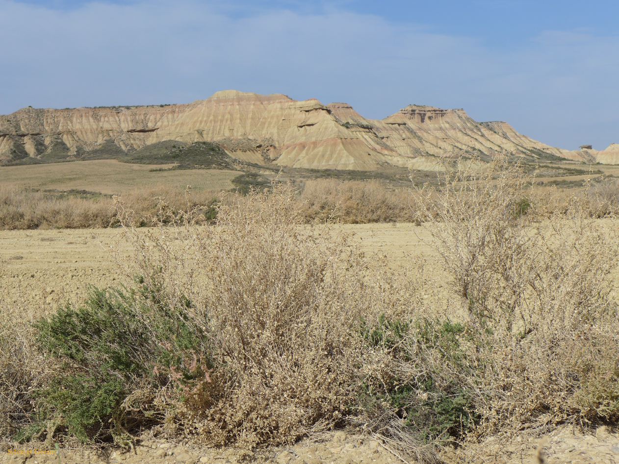 10 Navarre 20 Bardenas Reales circuit de la Blanca Baja P1420451