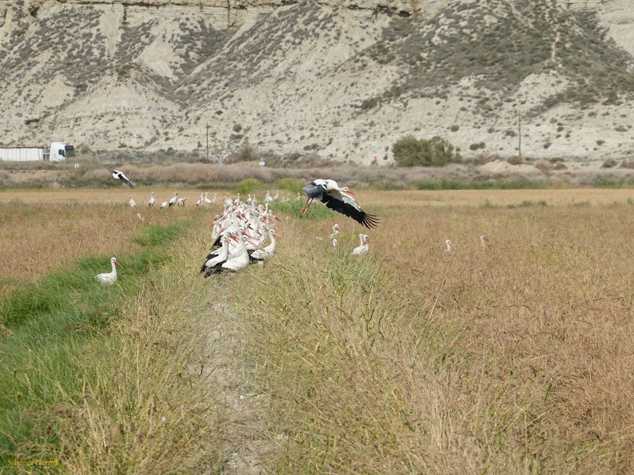 10 Navarre 26 Bardenas Reales les cigognes DSC01985