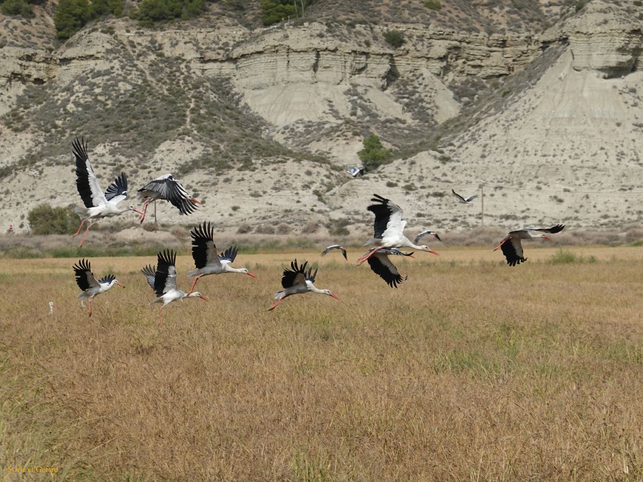 10 Navarre 27 Bardenas Reales les cigognes DSC01979