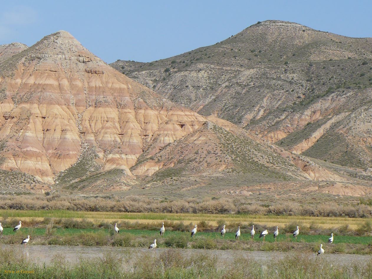 10 Navarre 28 Bardenas Reales les cigognes P1420549