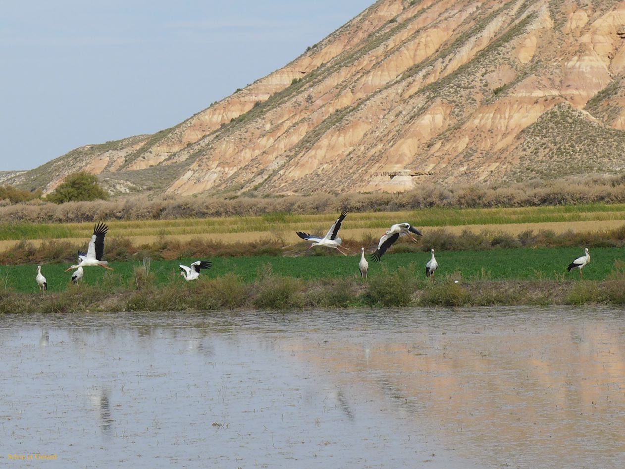 10 Navarre 29 Bardenas Reales les cigognes P1420557