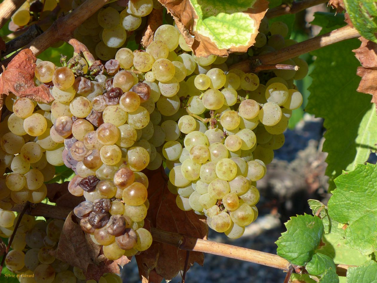 06 La Rioja 08 Briones la bodega Vivanco P1390663