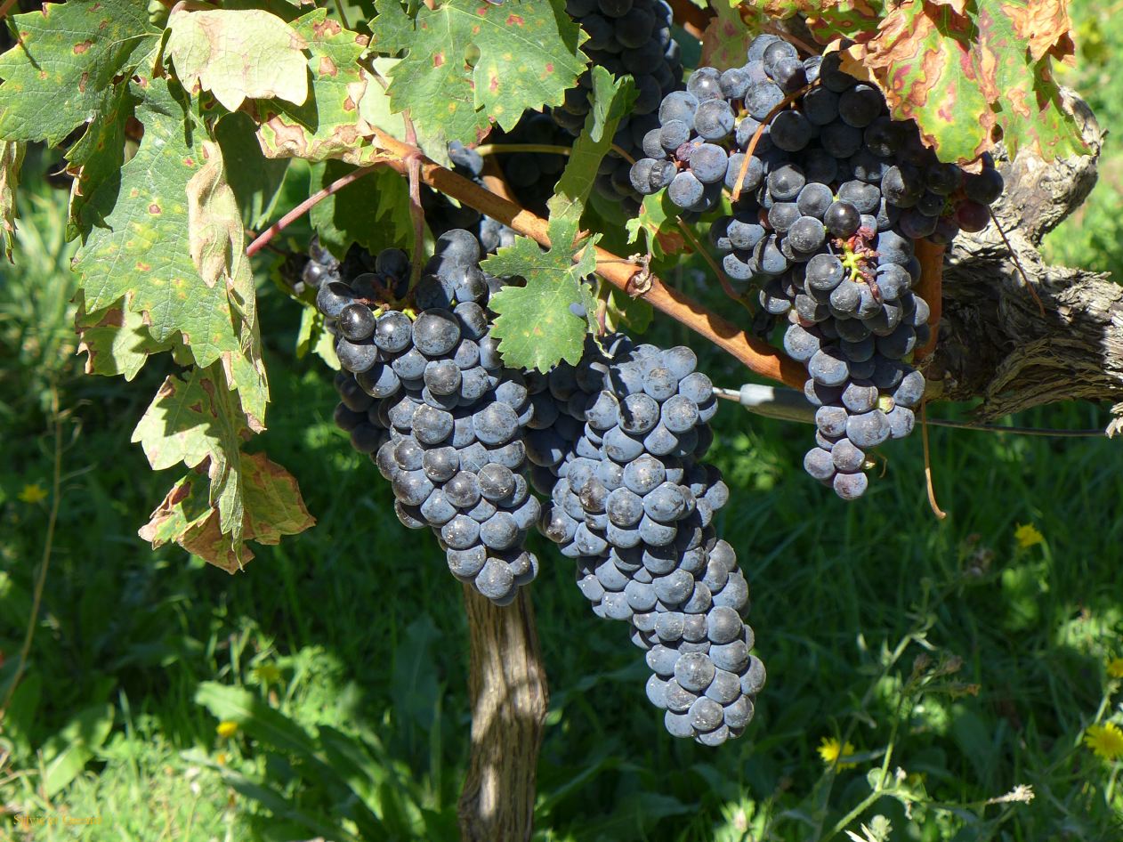 07 La Rioja 04 Laguardia Bodega Ysios P1390771