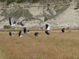 10 Navarre 27 Bardenas Reales les cigognes DSC01979
