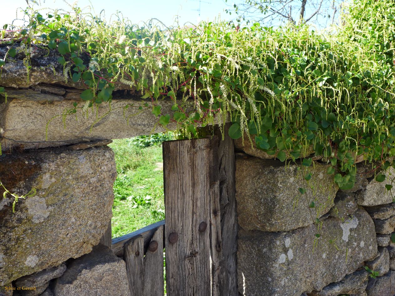 11 Castille et Leon 01 Pinilla de Fermoselle dans le village P1400729