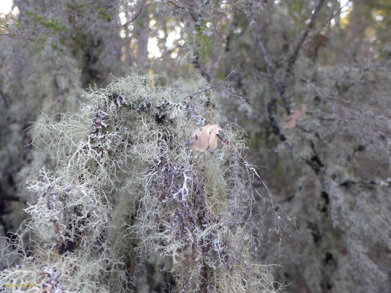 13 Castille et Leon 32 La Alberca Camino de las Raices P1410376